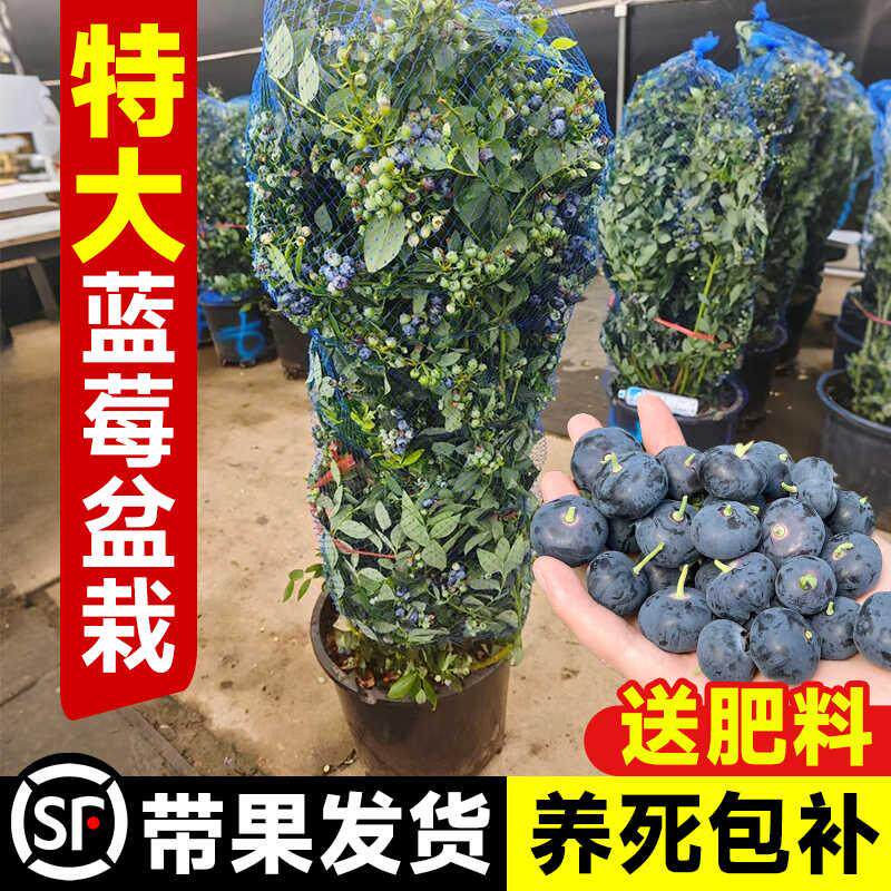 特大蓝莓树果苗带土老桩耐寒地栽当年结果南方北方种植庭院蓝莓苗