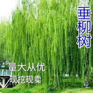 柳树苗柳树垂柳直柳旱柳河养金蝉树枝苗黄金柳金丝垂柳苗工程绿化