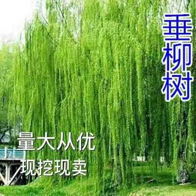 柳树苗柳树垂柳直柳旱柳河养金蝉树枝苗黄金柳金丝垂柳苗工程绿化