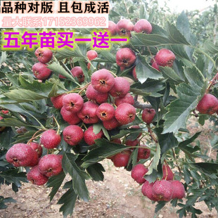嫁接山楂苗一元试种果树苗盆栽山楂结果树苗重庆南北方新品种果苗