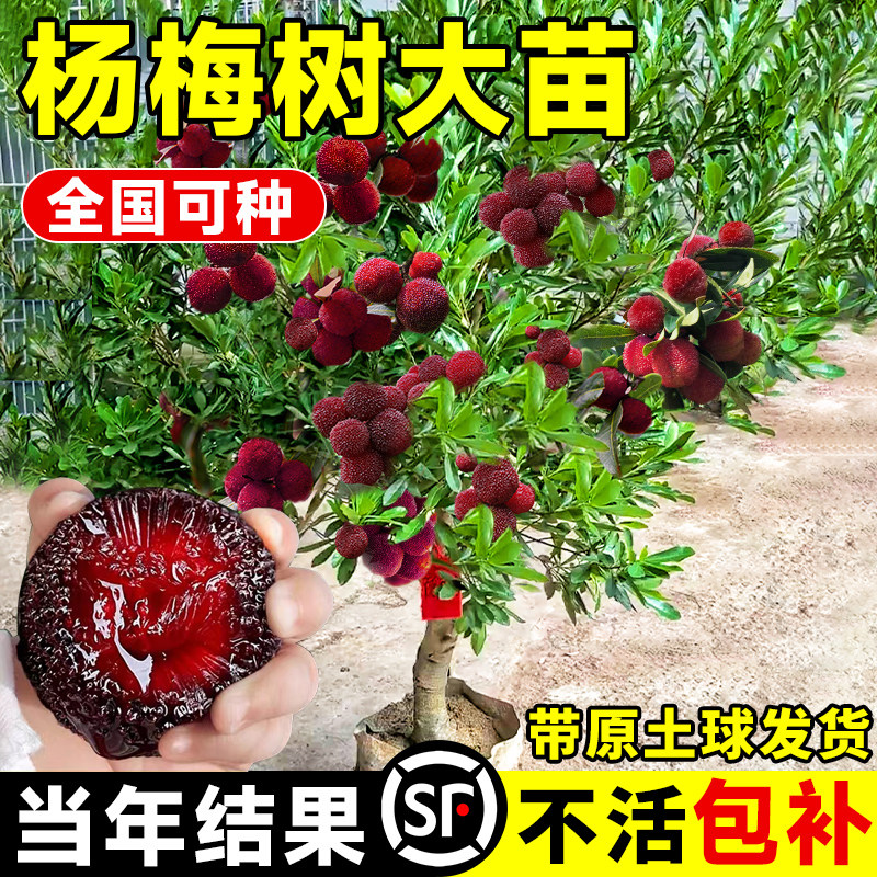 仙居东魁杨梅树树苗带土南方嫁接水晶果树果苗早熟大东槐当年结果