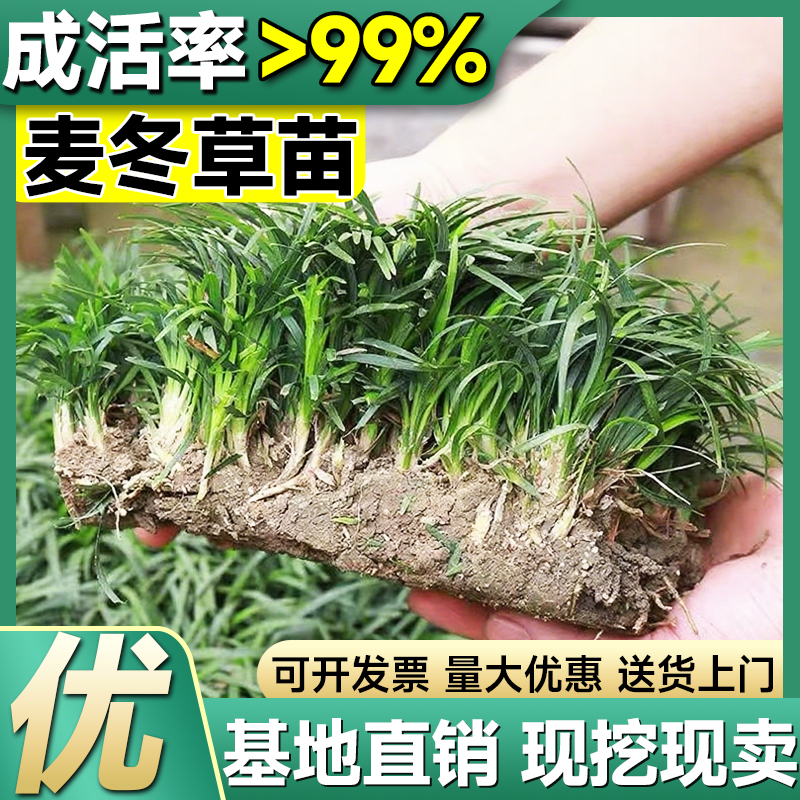 四季常青麦冬草苗日本矮