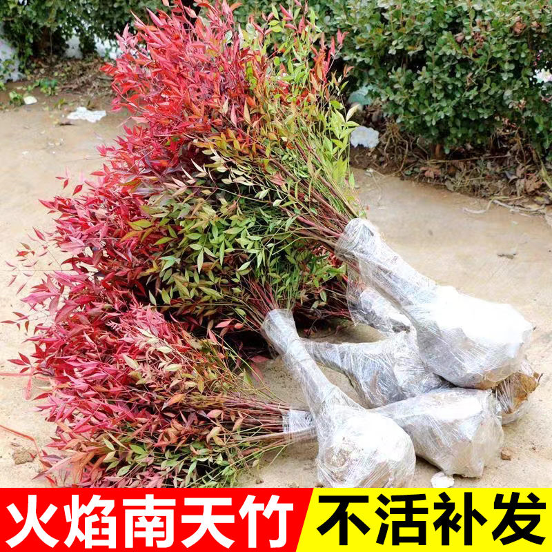 火焰南天竹竺盆栽户外绿化植物老桩红叶树苗阳台庭院耐寒耐冻花卉