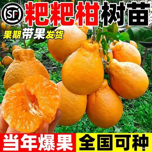 正宗四川春见耙耙柑树苗