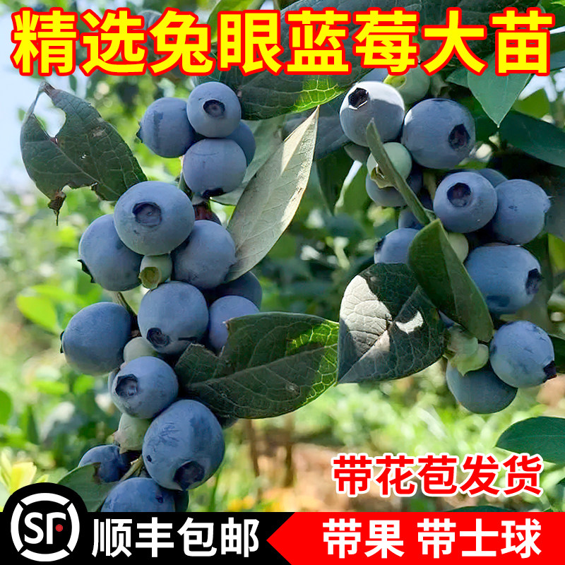 兔眼蓝莓苗树地栽阳台盆栽南北方种植树苗带土蓝莓果树苗当年结果