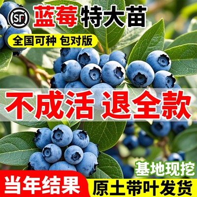 蓝莓树果苗盆栽蓝梅带大
