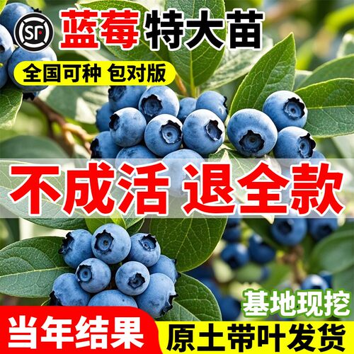 蓝莓树果苗盆栽蓝梅带大
