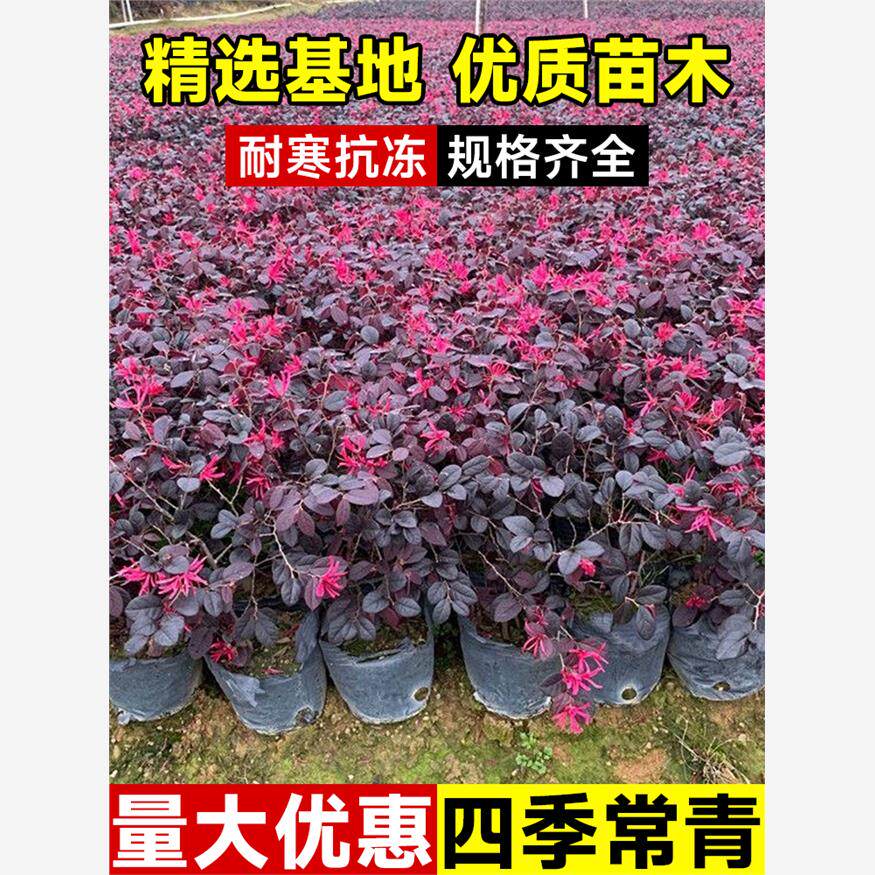 红花继木苗庭院绿植花卉篱笆围墙红继木树苗四季红叶彩色球桩檵木