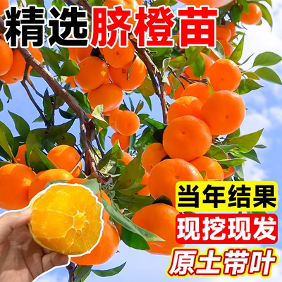 江西赣南脐橙苗南北方种