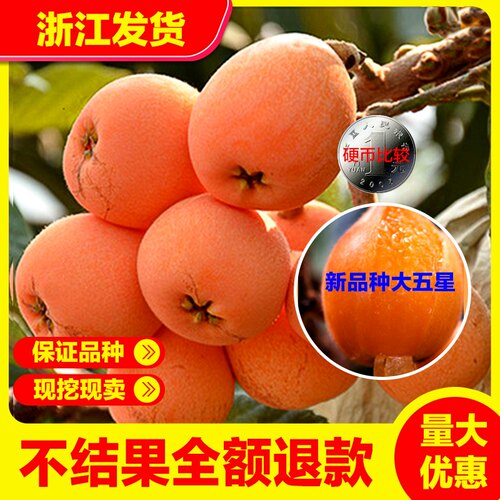 大五星枇杷苗树盆栽地栽