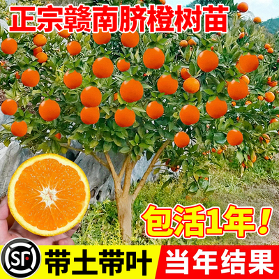 江西赣南脐橙苗嫁接纽荷