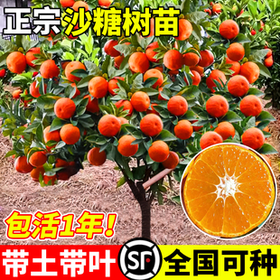 广西砂糖桔树苗正宗金秋沙糖桔子树苗南北方种植盆栽地栽当年结果