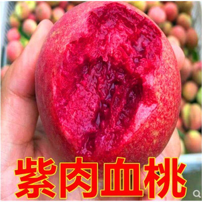 嫁接紫肉血桃树苗黑桃皇后桃树苗南北方种植地栽盆黄桃当年结果苗