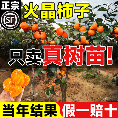 火晶柿子树苗特大号庭院