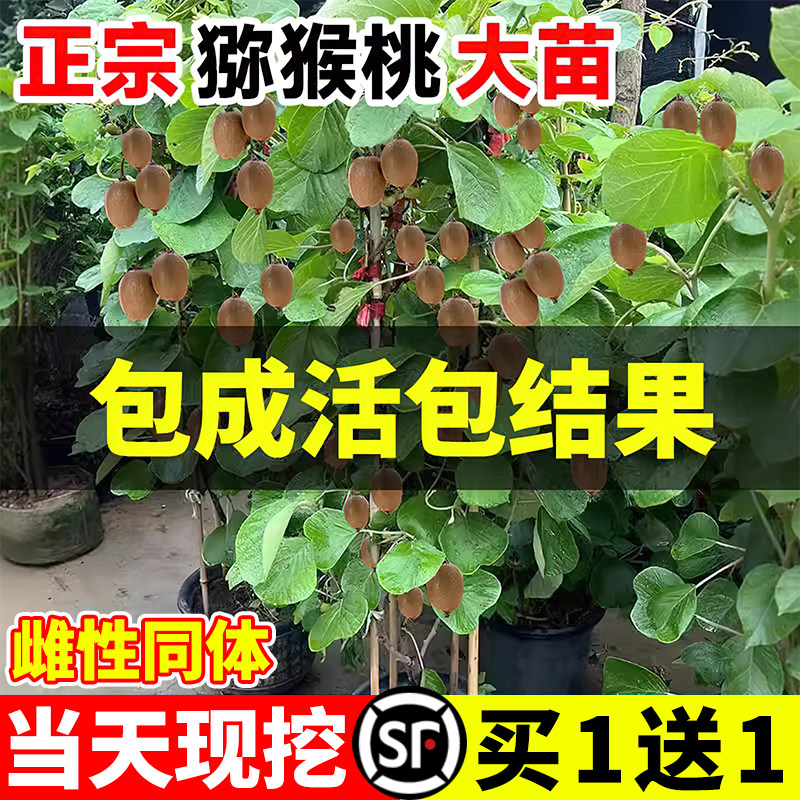 猕猴桃树果苗奇异果红心图片