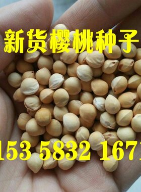 大青叶种子 马哈利树种 山樱种子 野生毛 黄