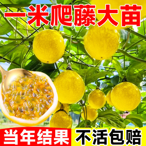 【1米特大苗】钦蜜9号黄金百香果树果苗嫁接盆栽南方四季不断结果