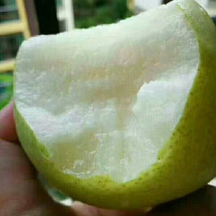 早熟梨新品种翠玉梨树苗5-18梨树苗 嫁接梨苗 翡翠梨树苗当年结果