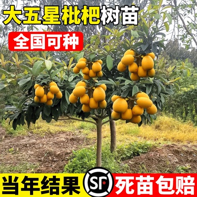 枇杷苗树嫁接地栽大五星