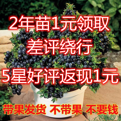 蓝莓树果苗带花苞带果发货盆栽地栽特大南方北方阳台种植蓝莓树苗