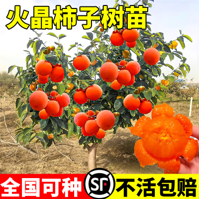 无核柿子树果苗盆栽地栽