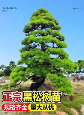 黑松树树苗雪松白皮松小苗庭院园林工程绿化风景大树四季常青植物