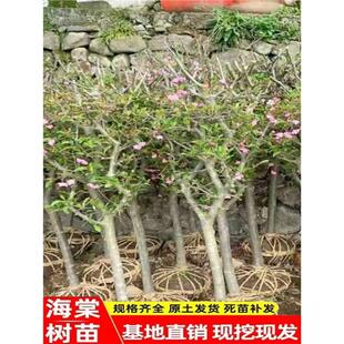 西府海棠花树苗地栽垂丝海棠北美海棠大苗海棠苗木本观花花卉植物