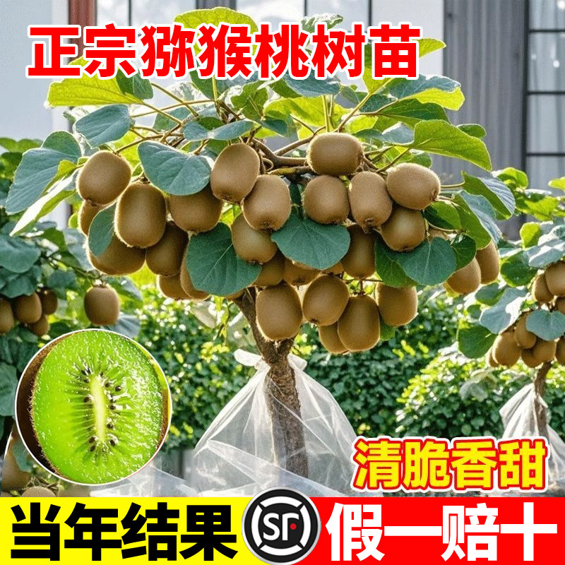 猕猴桃树果苗红心软枣徐香弥猴桃苗雌雄同株南北方奇异果猕猴果树