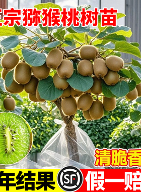 猕猴桃树果苗红心软枣徐香弥猴桃苗雌雄同株南北方奇异果猕猴果树