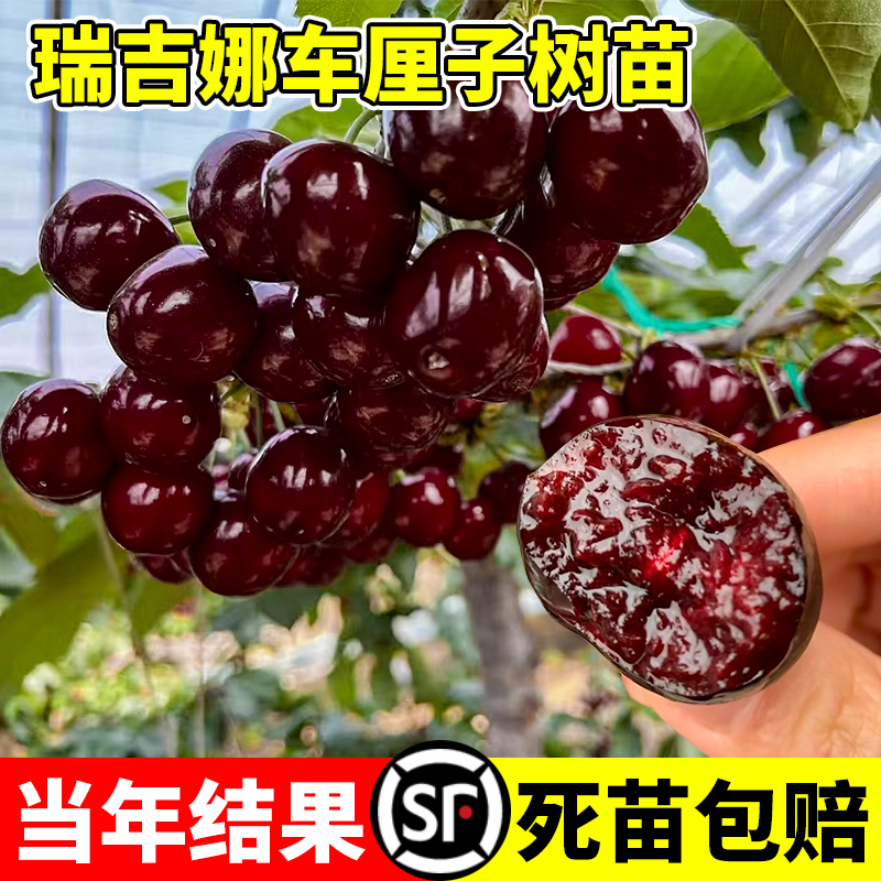 瑞吉娜车厘子树苗大樱桃