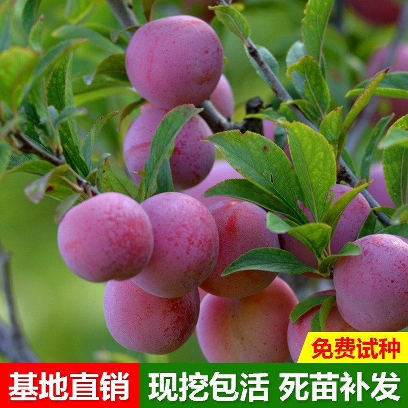 李子树苗嫁接三华李清脆脱骨蜂糖李早熟南方北方盆栽地栽当年结果