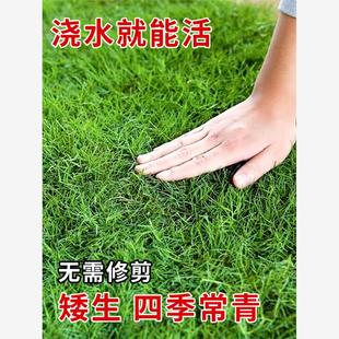 草坪草籽四季常青绿化护坡草种子狗牙根百慕大高羊茅黑麦草马尼拉