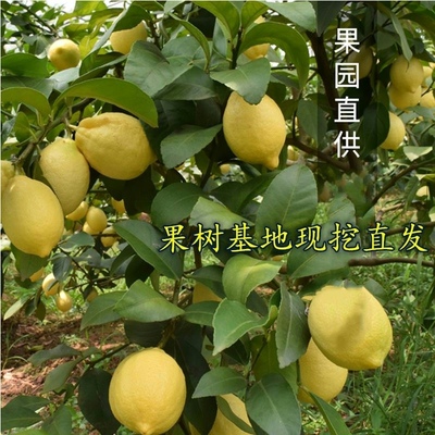 柠檬树苗 嫁接 尤力克 可盆栽地栽种植果树 四川安岳品种 果苗