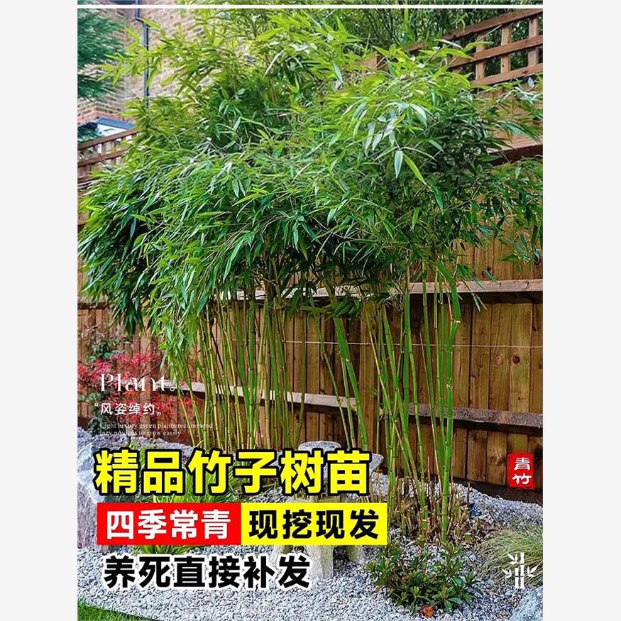 竹子苗庭院绿植观赏四季常青耐寒盆栽地栽大型绿化植物紫竹青竹苗