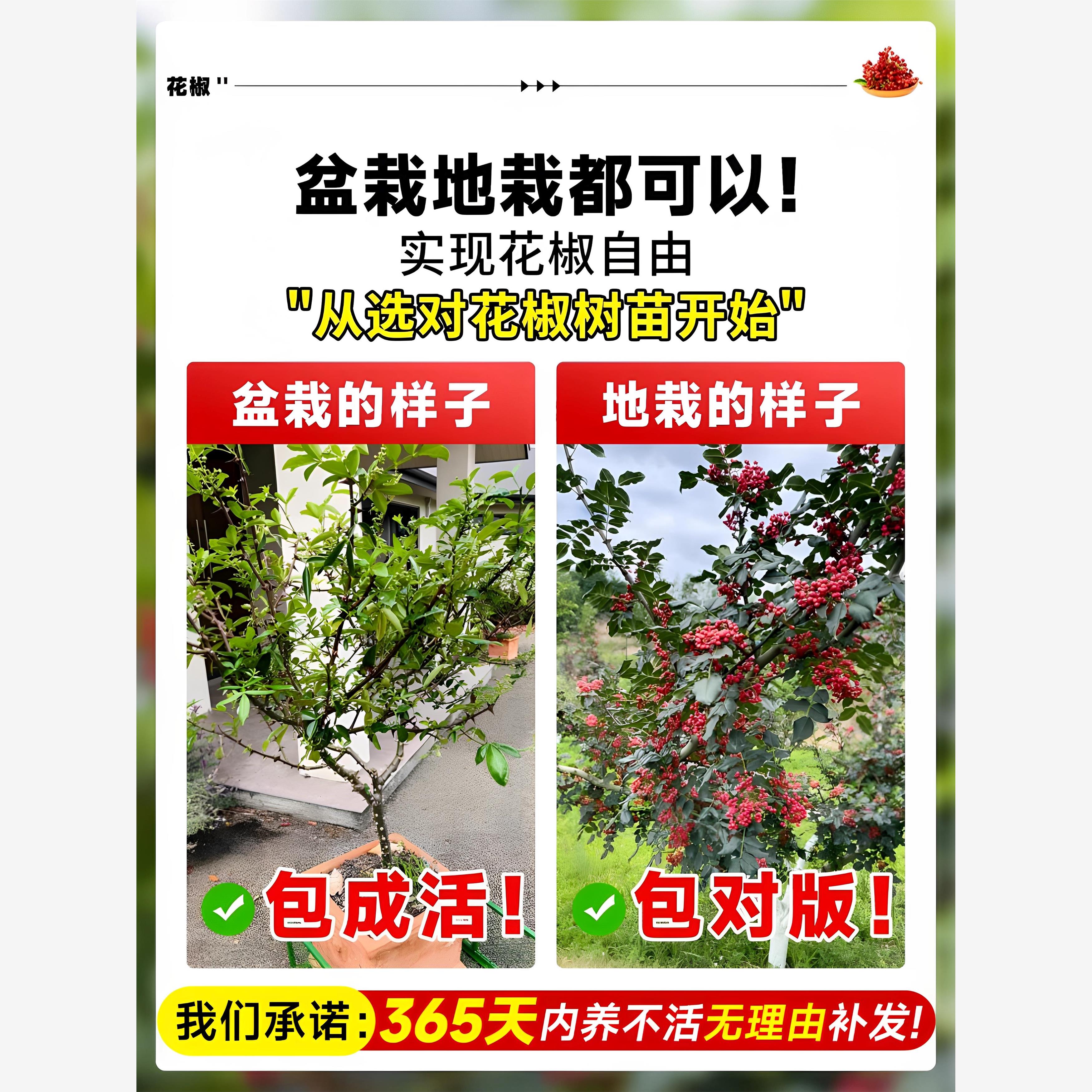 花椒苗树大红袍带土小苗