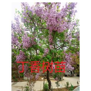 丁香花苗庭院 盆栽丁香花紫花丁香树苗浓香十里香 丁香花树苗别墅