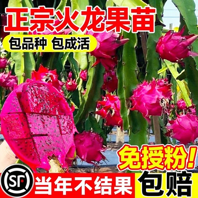 火龙果树果苗四季结果红