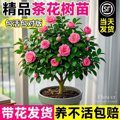茶花树苗四季开花特大号