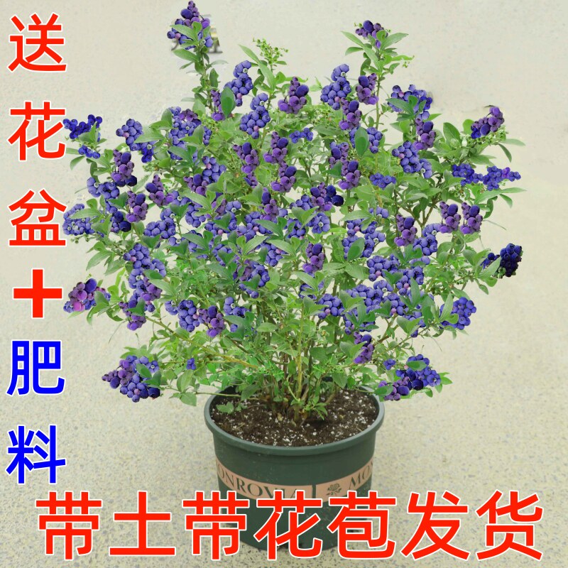 蓝莓树果苗带果蓝莓苗盆栽南北方种植兔眼特大阳台果树苗当年结果