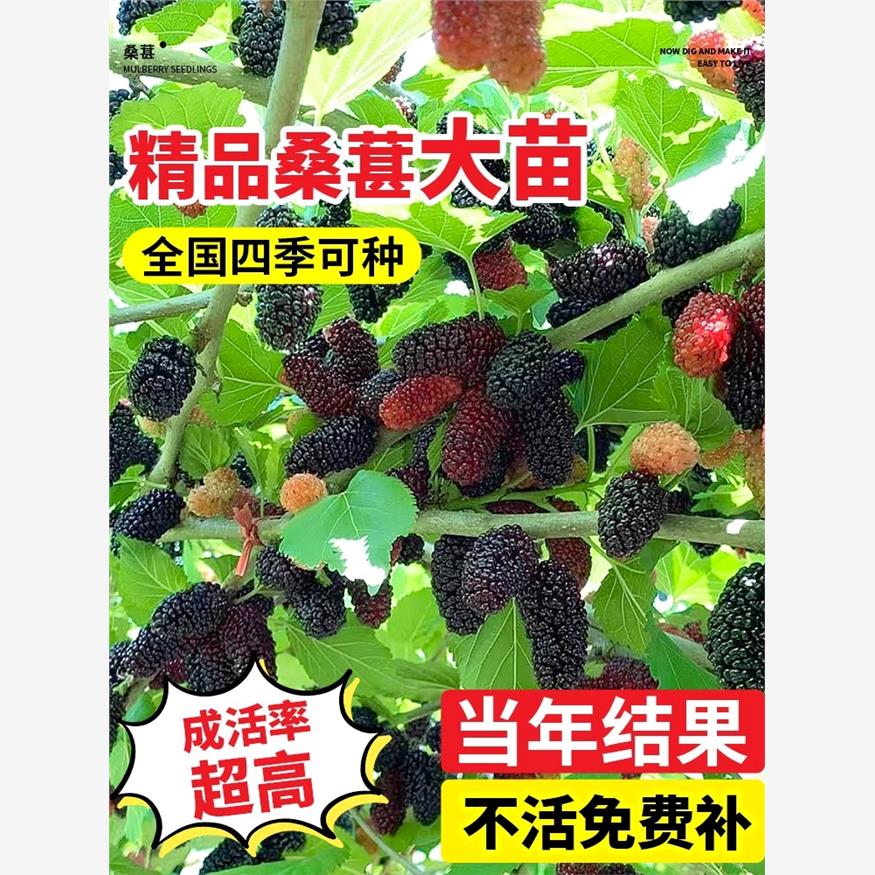 桑葚树苗嫁接无籽大十果桑苗当年结果南北方种植台湾四季长果盆栽