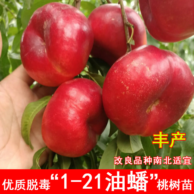 金萍美油蟠桃树苗1-12早熟油蟠桃苗黄金蟠庭院种植当年结果盆地栽