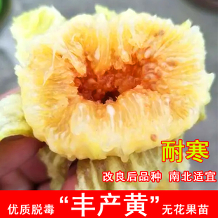 丰产黄无花果苗糖包子无花果树苗特大盆栽地栽北南方种植当年结果