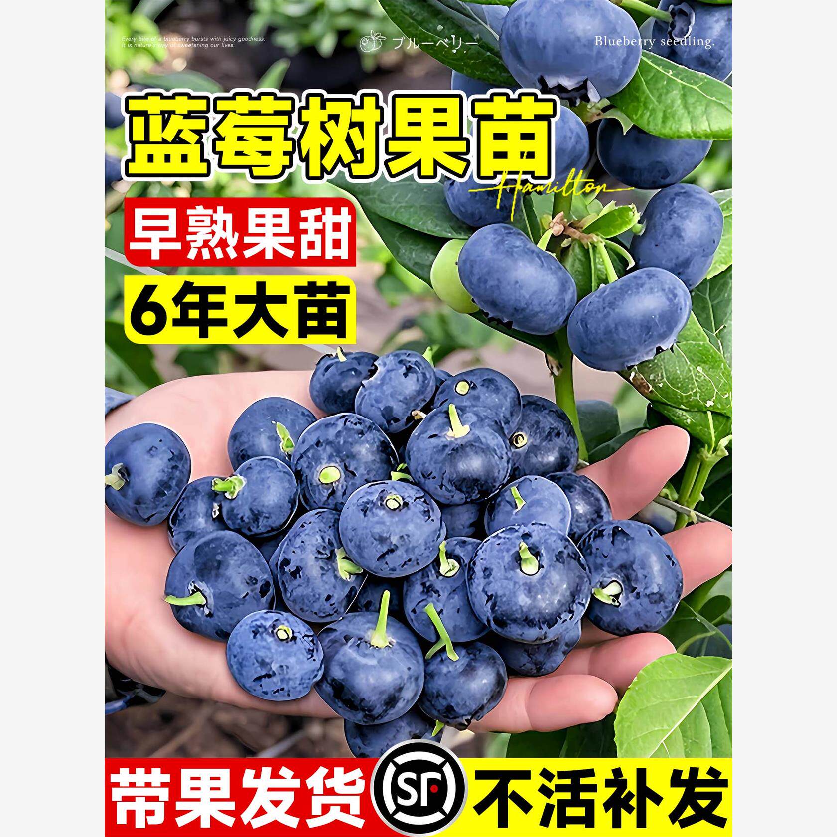 蓝莓树果苗盆栽地栽室内南北方种植特大号带大果耐寒云南四季果树
