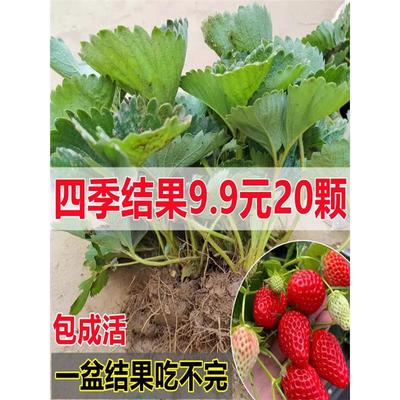 四季草莓苗奶油红颜草莓秧盆栽带土食用南北方阳台庭院当年结果苗