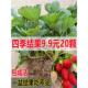 四季 草莓苗奶油红颜草莓秧盆栽带土食用南北方阳台庭院当年结果苗
