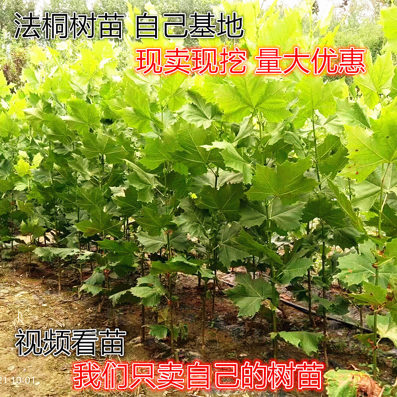 法国梧桐树苗速生法桐小苗别名法桐悬铃木青皮梧桐风景树绿化苗木
