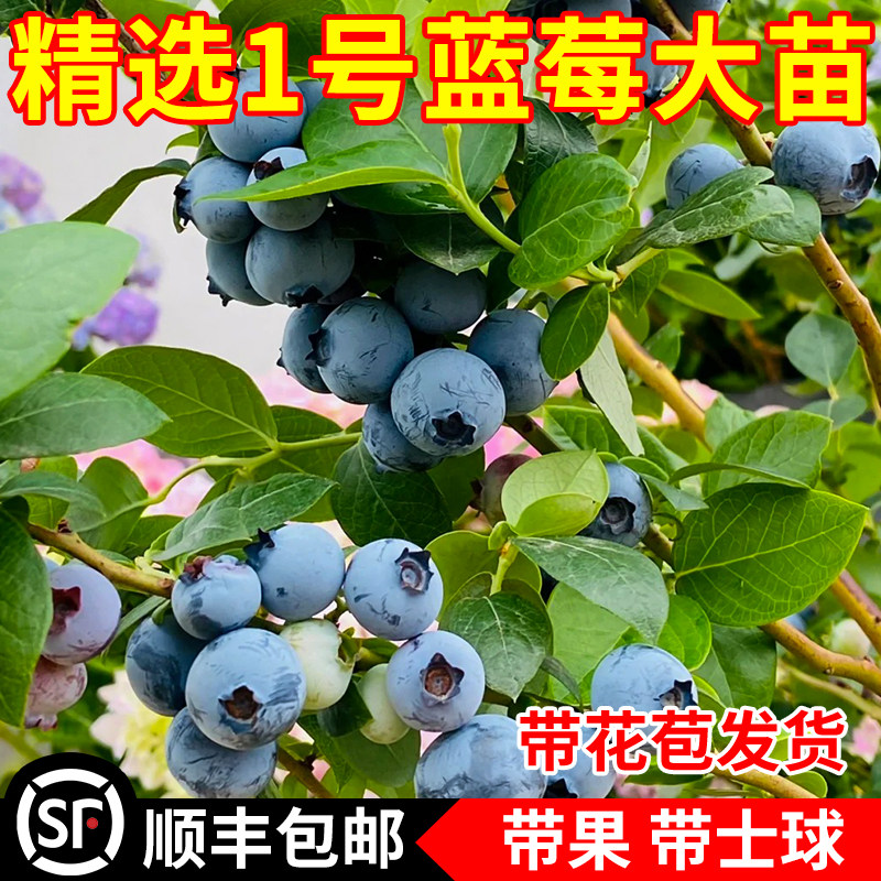 蓝美一号蓝莓苗南北方庭院地栽种植特大蓝莓树果苗盆栽当年结果