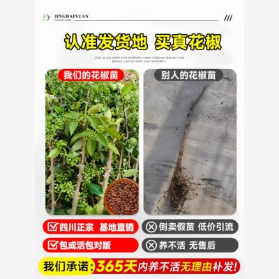 花椒苗树九叶青小苗带土
