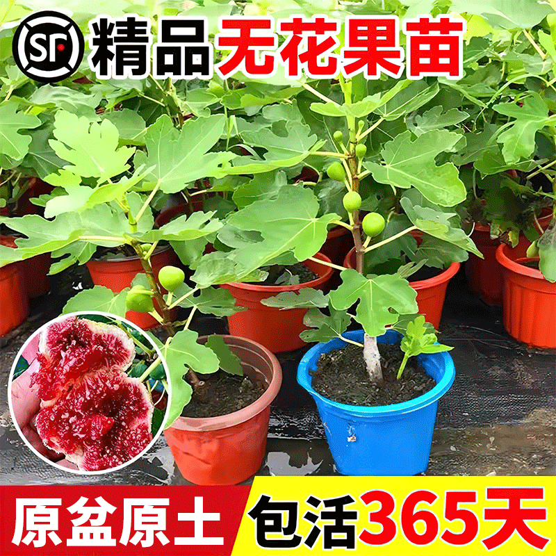 无花果树果苗带果盆栽软