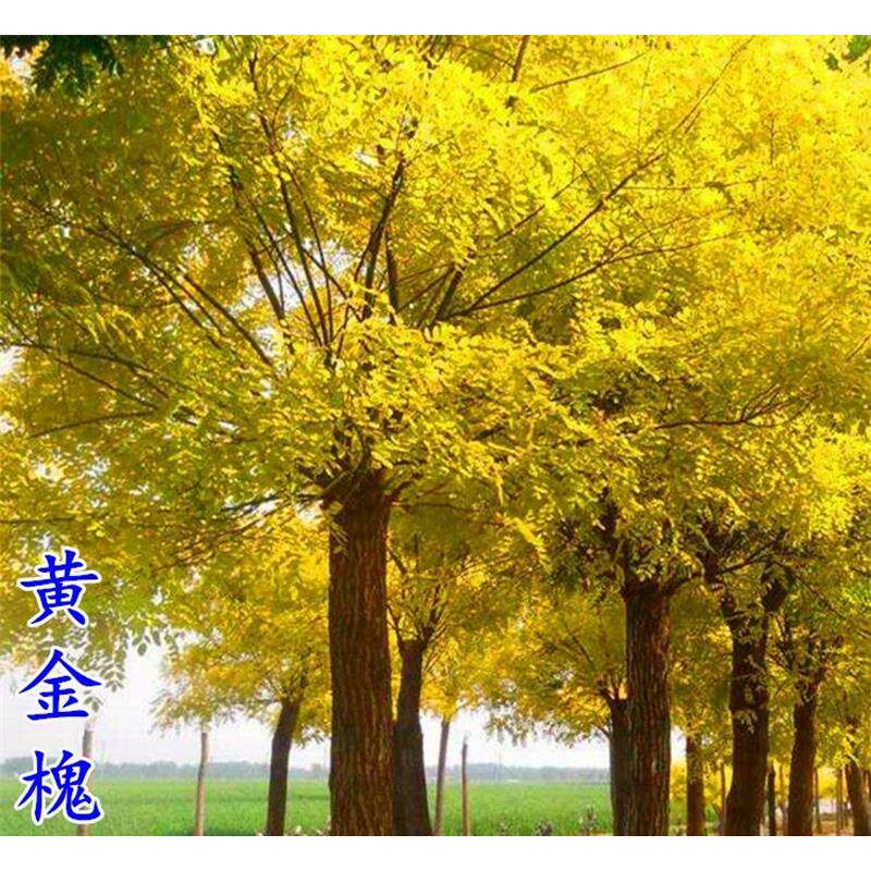 黄金槐苗国槐树苗大型洋槐龙爪槐苗园林绿化庭院工程苗木槐花刺槐